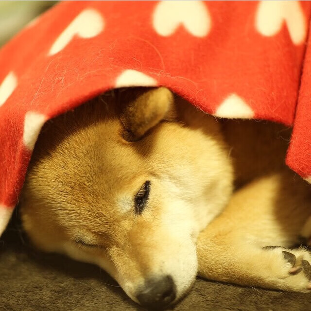 黄鸭风暴席卷巴黎，破纪录一战，吹响中国羽球新黄金时代的号角