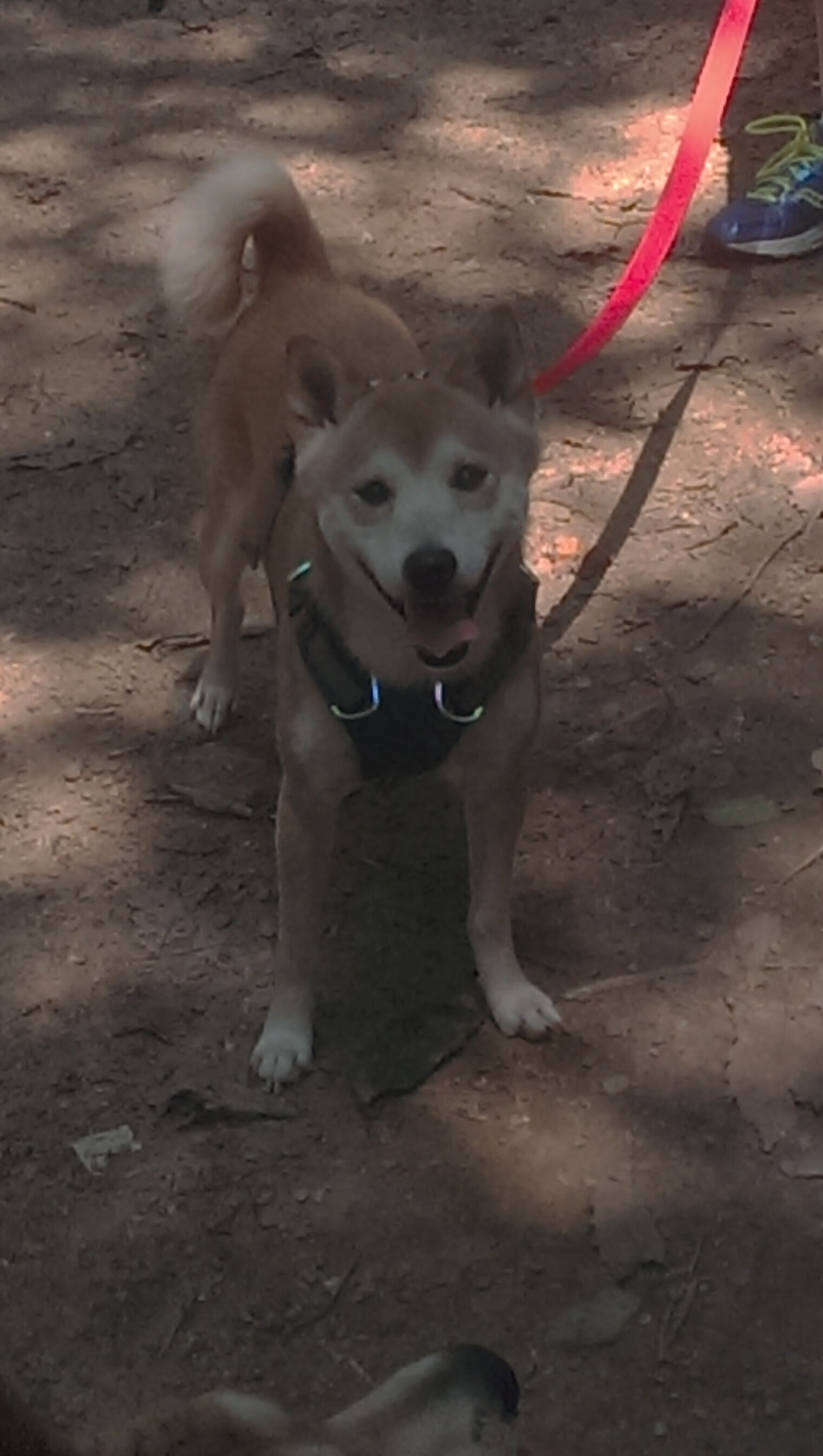 在索伯的沉默中，皮亚斯特里为迈凯伦赢得了回响