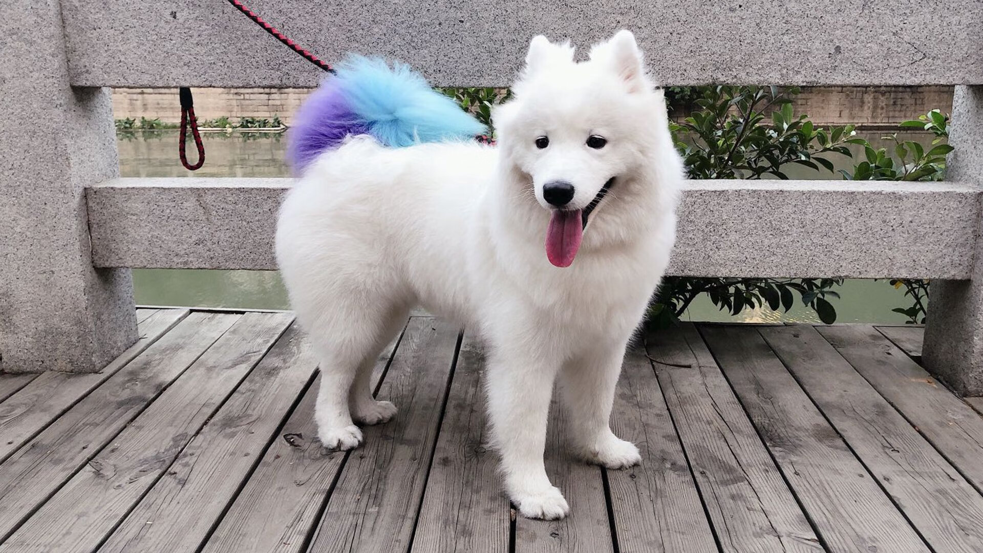 绿茵场上的乒乓魂，葡萄牙鏖战德国，林高远状态火热启示录