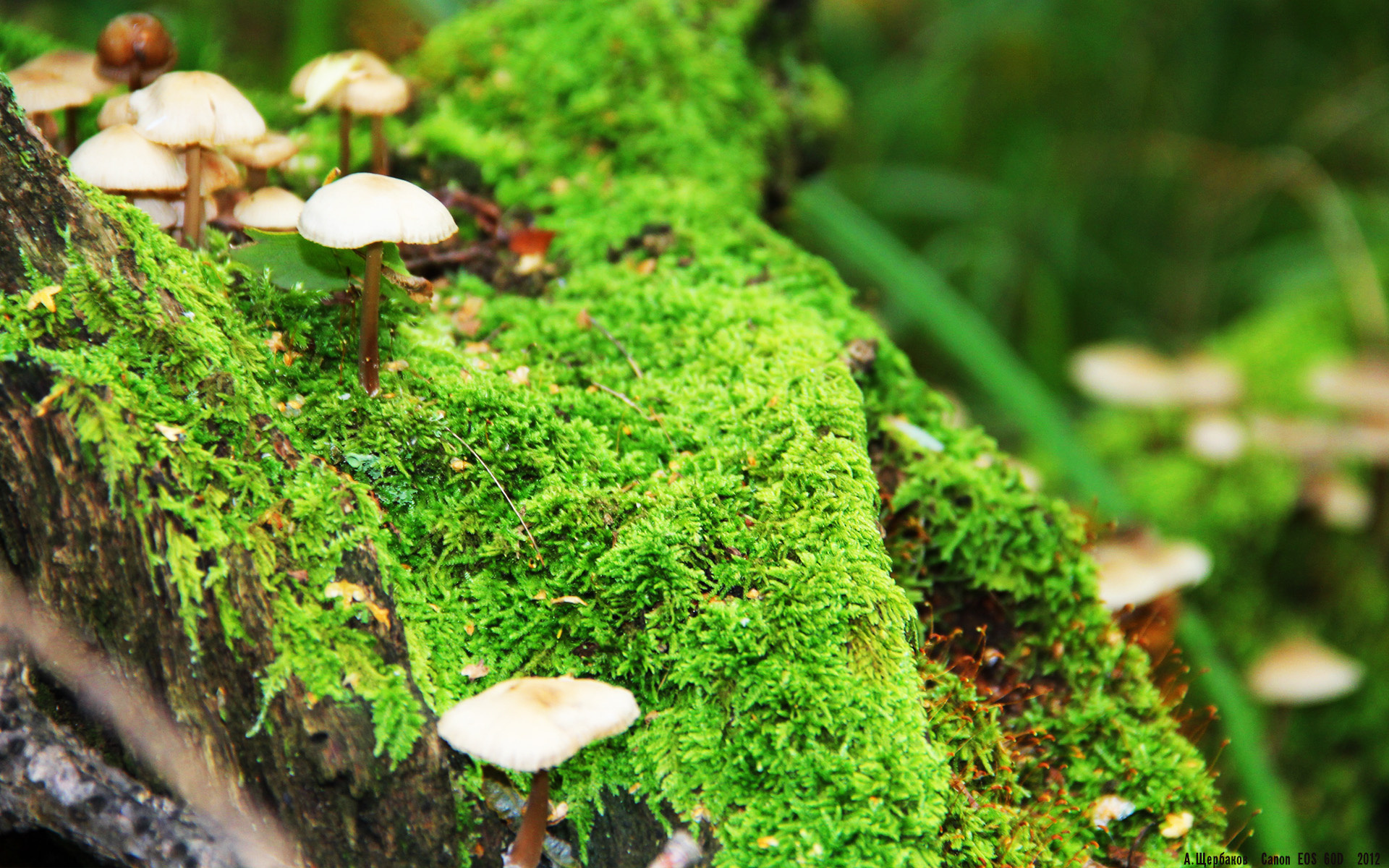 绝境亮剑!梁靖崑惊天逆转,中国队决胜局绝杀奥地利
