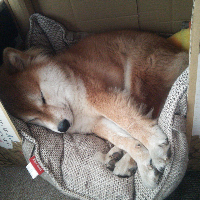 欧冠半决赛改写法国足球史!尼斯一役成法甲崛起最闪耀注脚