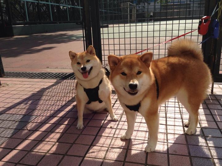 绿茵刺客与总决赛暗影,萨内的制造杀伤哲学如何映照篮球终极战场