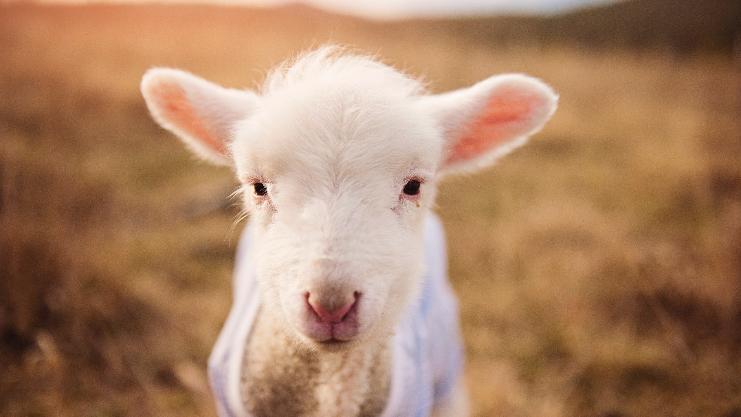 美洲豹的利齿,当巴拉圭的集体火力吞噬墨西哥雄鹰