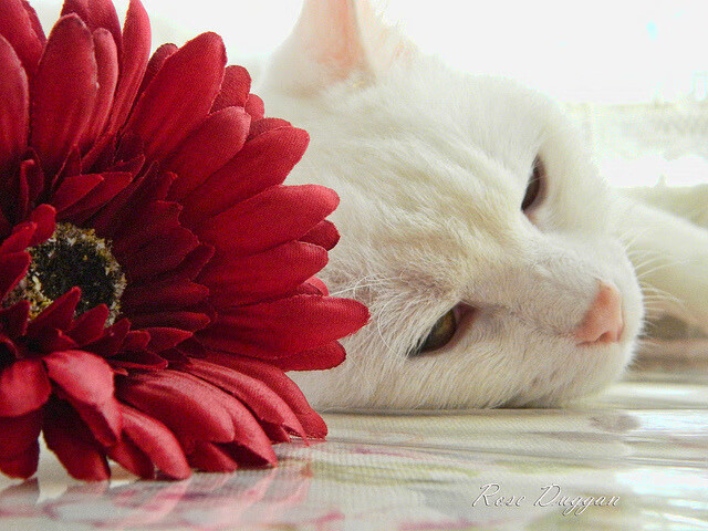 慈善赛巅峰对决，厄瓜多尔对阵曼联，坎特关键进球定乾坤