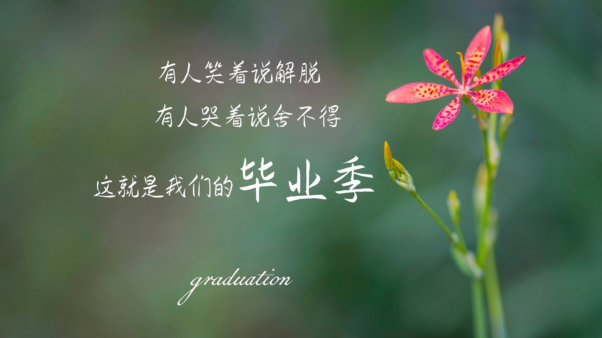 京多安爆发与伊拉克争冠胜利，足球世界中的个人英雄主义与团队荣耀交响曲