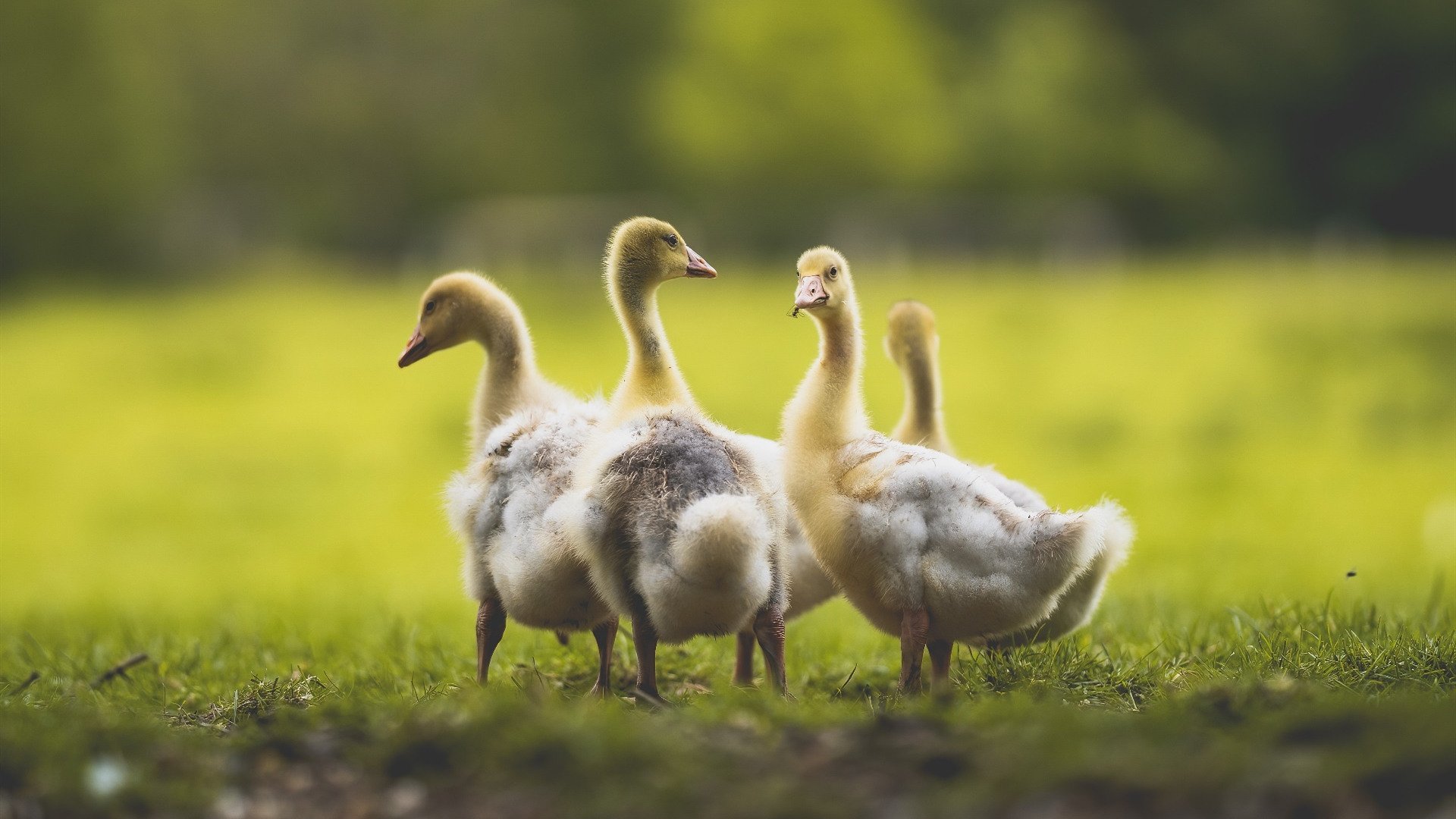 铁血征伐与神祇时刻，当尼克斯的铁蹄踏过菲尼克斯，伦纳德的抢七神迹照亮不朽的启示录