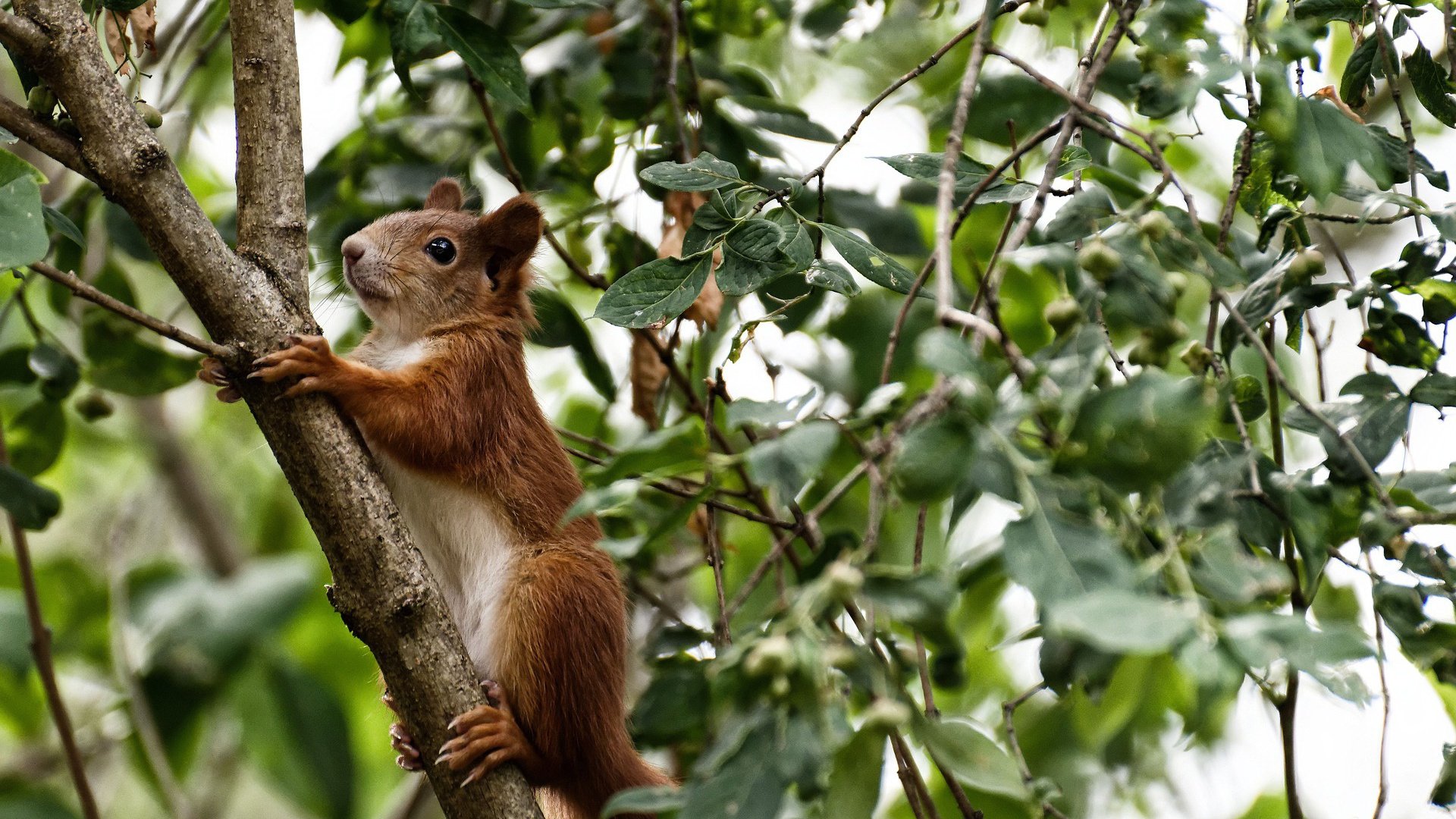 唯一性经典，奥纳纳冠军级表现引领挪威惊天翻盘澳大利亚