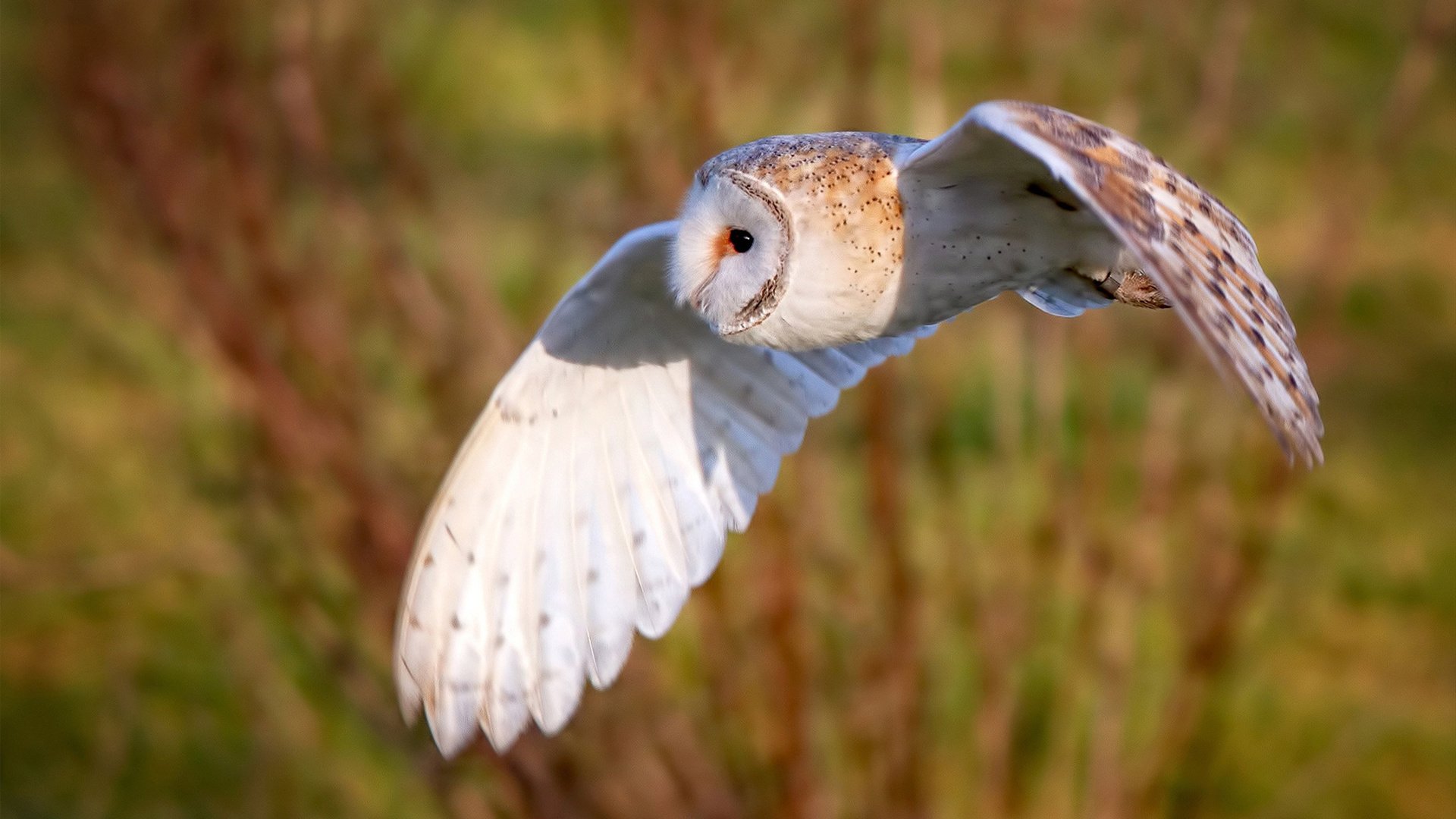 神迹再现！切特演绎何为完全无解，上海队将太阳彻底冰封