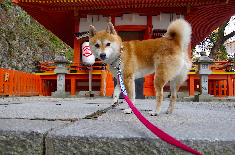 当休斯顿火箭的火焰点燃欧陆战场，拉文在半决赛的垂直极限