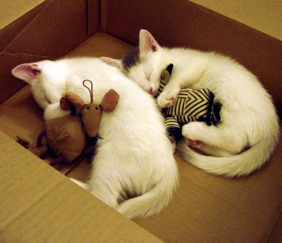 阿圭罗闪电战击穿红牛，加纳军团演绎非洲式整体压制