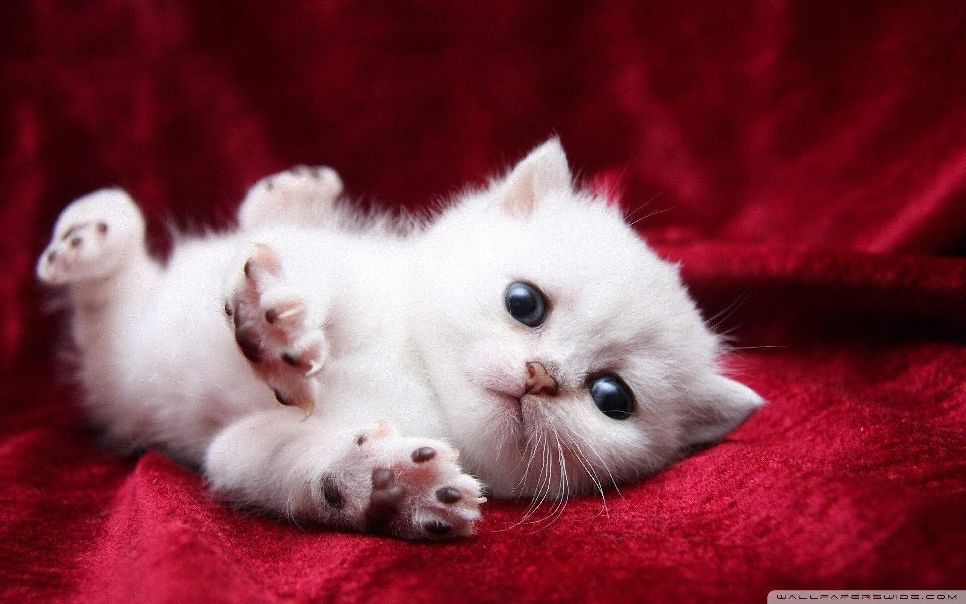 字母哥的标杆之战与独行侠的逆境突围