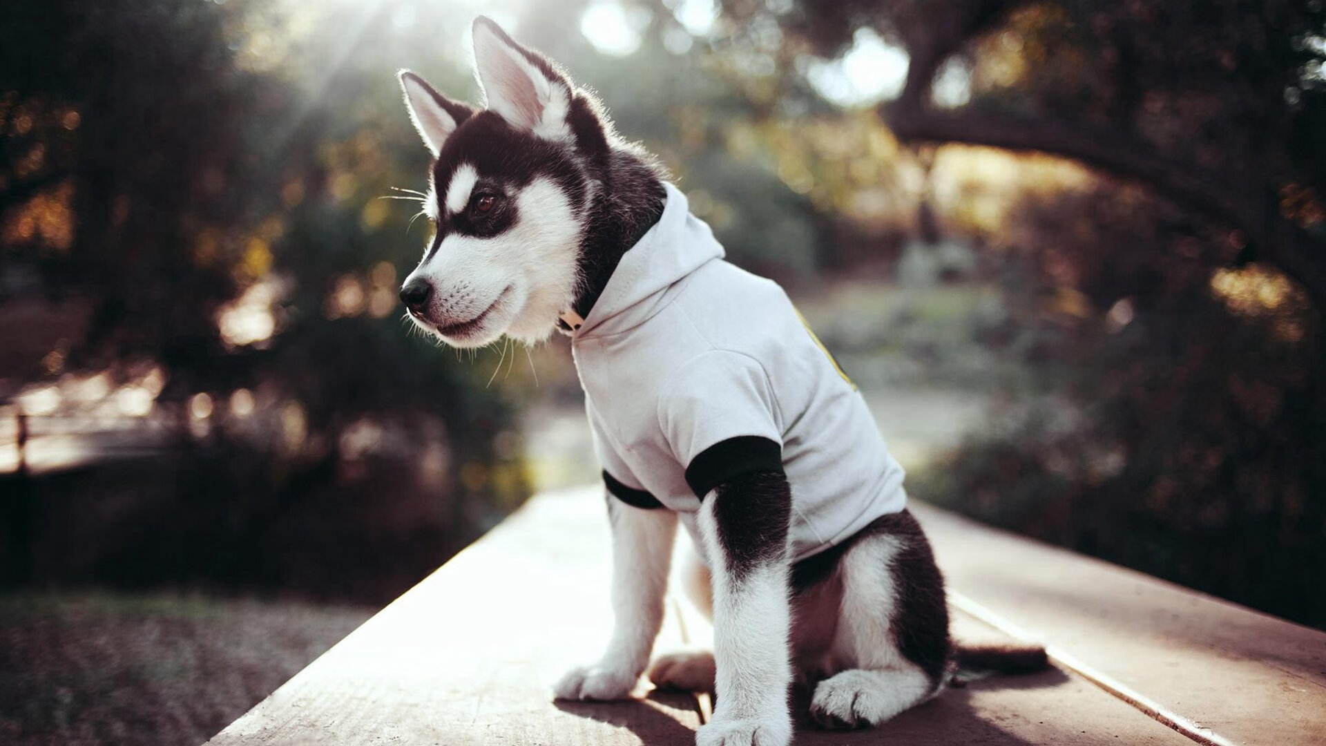 字母哥的标杆之战与独行侠的逆境突围