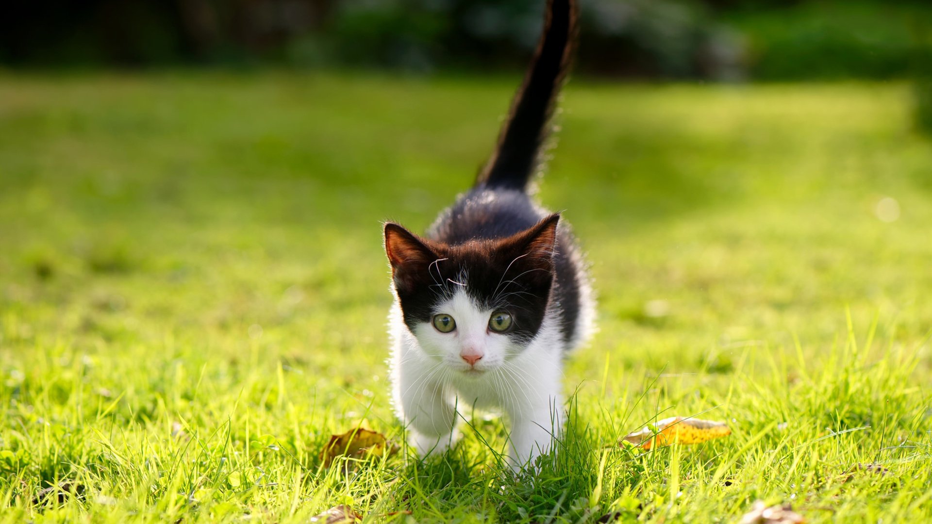 暗夜猎手，2026世界杯黑马之战，费利克斯如何用一记无解弧线改写荷兰与厄瓜多尔的命运