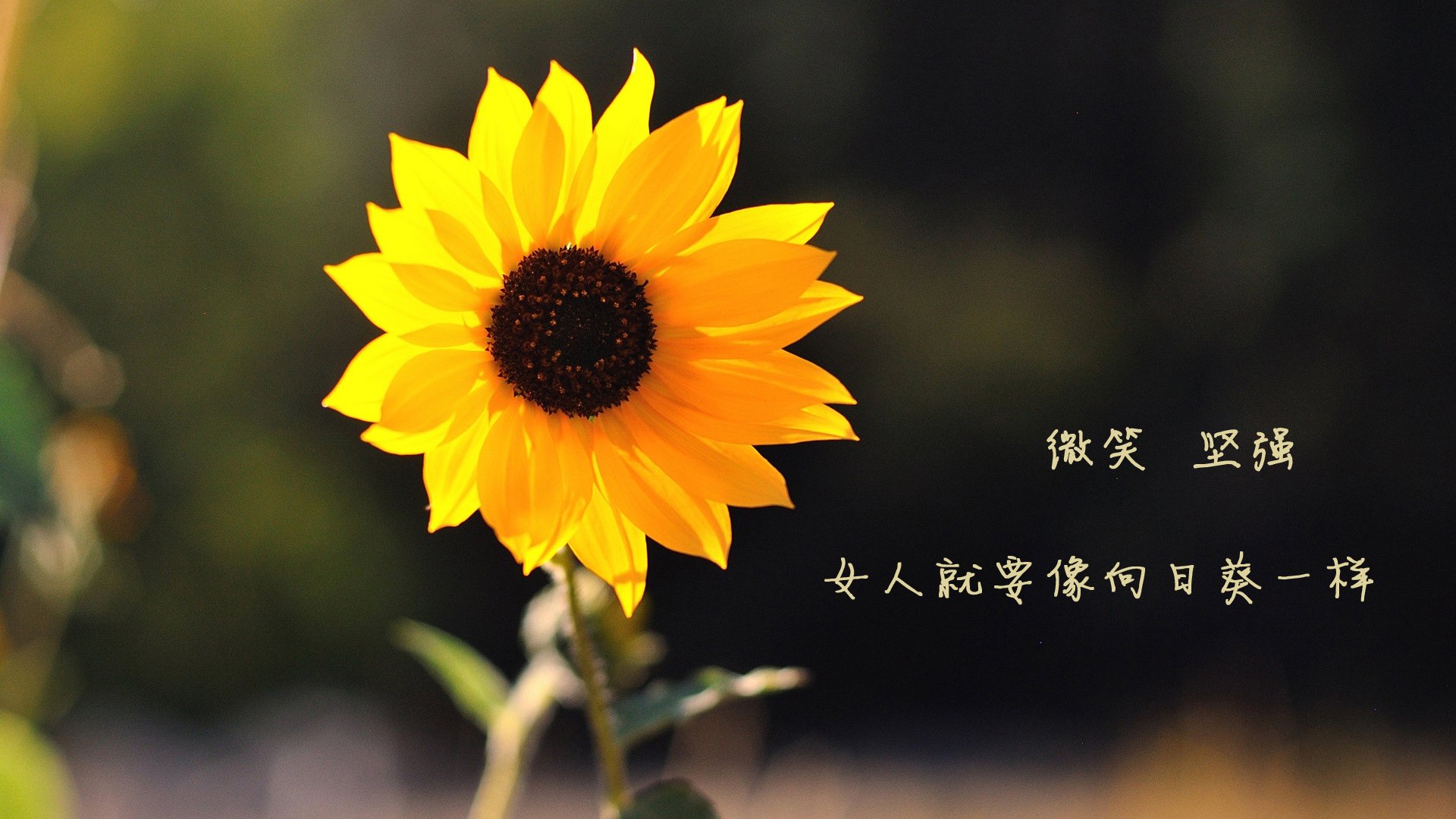 意志的绝唱,当德容的时钟指向第94分钟,德国足球在C组之夜重写命运